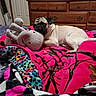 pug, dog, plush_toy, bed, blanket, colorful, indoor, wooden_dresser, resting, cozy, pet, animal, furniture, soft_toy, relaxed, comfort, fur, cute, domestic, living_space