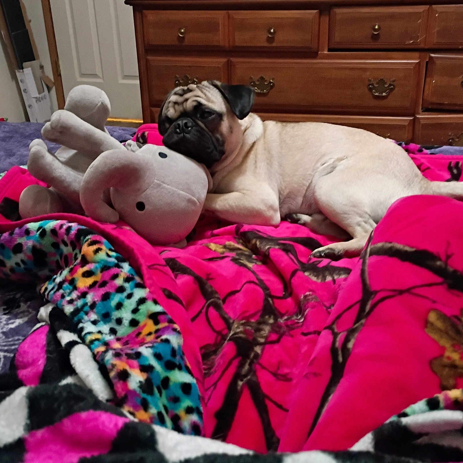 Lucky is registered to the contest to win money with this photo: pug, dog, plush_toy, bed, blanket, colorful, indoor, wooden_dresser, resting, cozy, pet, animal, furniture, soft_toy, relaxed, comfort, fur, cute, domestic, living_space