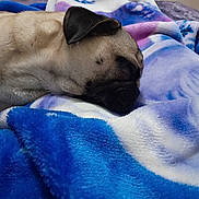 Lucky is registered to the contest to win money with this photo: dog, pug, sleeping, blanket, bedroom, furniture, cozy, resting, fur, pet, indoor, purple, blue, comfort, closeup, animal, cute, relaxation, nap, canine