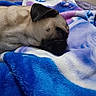 dog, pug, sleeping, blanket, bedroom, furniture, cozy, resting, fur, pet, indoor, purple, blue, comfort, closeup, animal, cute, relaxation, nap, canine