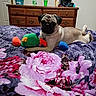 Lucky is registered to the contest to win money with this photo: dog, pug, toy, bed, blanket, floral_pattern, dresser, indoor, pet, resting, cute, animal, carpet, furniture, colorful, cozy, sleepy, domestic, playful, room