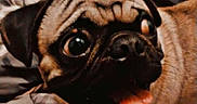 Lucky is registered to the contest to win money with this photo: dog, pug, pet, animal, indoor, bed, blanket, pillow, tongue_out, wide_eyes, cute, fur, canine, resting, expression, companion, domestic, mammal, playful, close_up
