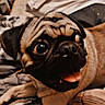 dog, pug, pet, animal, indoor, bed, blanket, pillow, tongue_out, wide_eyes, cute, fur, canine, resting, expression, companion, domestic, mammal, playful, close_up