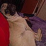 Lucky joined the competition — help win amazing prizes! pug, dog, pet, bed, purple_bedspread, indoor, relaxed, curious, furniture, legs, black_sock, red_clothing, canine, animal, resting, looking_back, cozy, home, companion, domestic