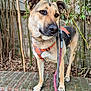 dog, animal, pet, leash, harness, outdoor, bamboo, greenery, brick, moss, curious, alert, standing, ears_up, canine, nature, fur, walk, side_view, closeup