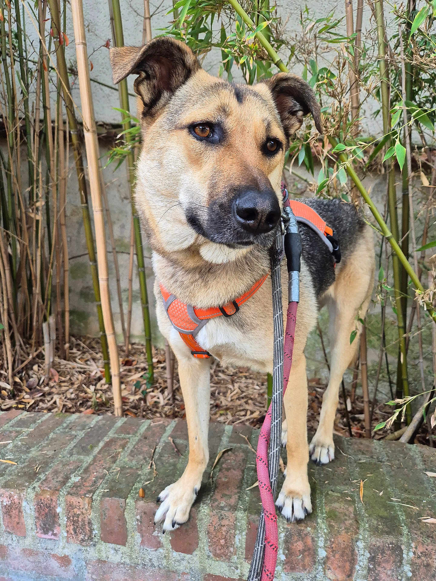 Frida