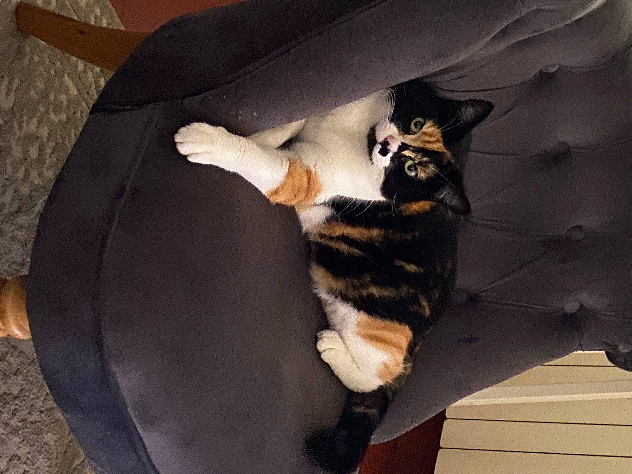 Muezza a rejoint le concours — aidez-le/la à gagner de superbes lots ! bag, canidae, carnivore, cat, comfort, couch, domestic_short_haired_cat, felidae, fur, linens, paw, room, small_to_medium_sized_cats, tail, terrestrial_animal, whiskers, wood