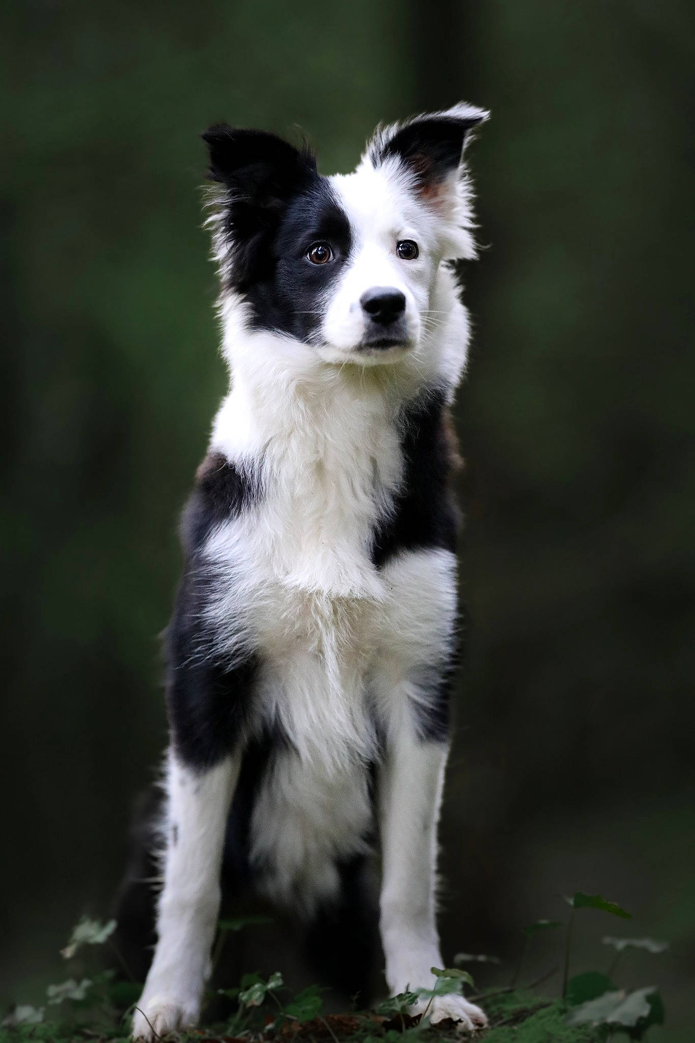 Ulwenn participe au concours pour gagner de l'argent avec cette photo : balance, border_collie, canidae, carnivore, companion_dog, dog, dog_breed, fur, grass, herding_dog, plant, snout, sporting_group, terrestrial_animal, whiskers, working_animal, working_dog