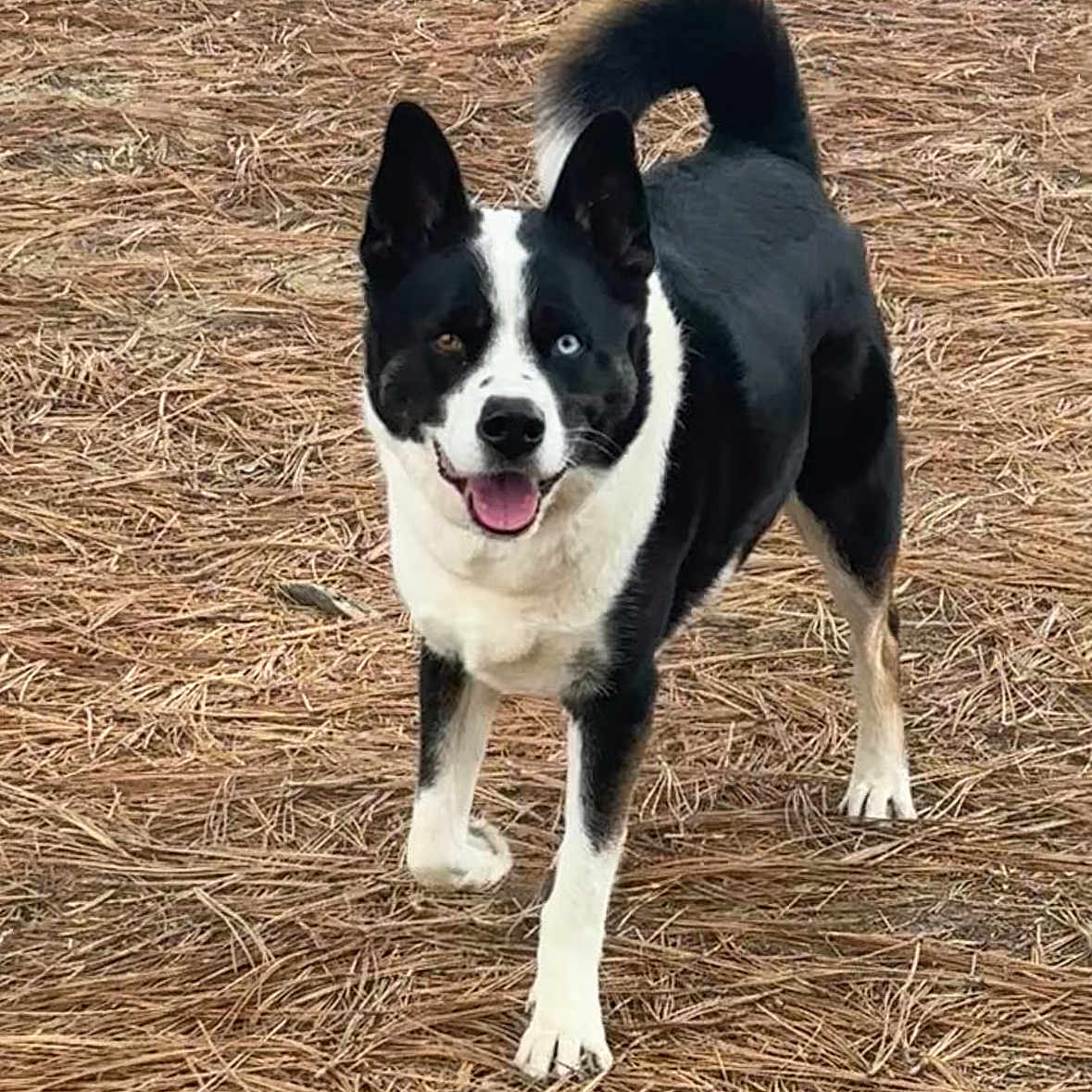 Oreo
