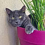 Vroom participe au concours pour gagner de l'argent avec cette photo : animal, cat, close_up, cozy, curious, cute, domestic_cat, feline, flower_pot, gray_cat, green_stems, greenery, indoor_plant, paw, pet, plant, pot, purple_pot, resting, wall