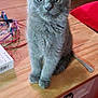 adorable, cabinet, curious_eyes, cute, domestic_animal, ears, feline, fur, gray_cat, household, indoor, kitten, pet, ribbons, sitting, small_animal, spoon, table, whiskers, wooden_surface
