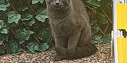 Vroom participe au concours pour gagner de l'argent avec cette photo : animal, cat, curious, daylight, fur, garden, gray_cat, green_leaves, ivy, nature, outdoor, pebble_ground, pet, reflection, relaxing, sitting, table, trellis, whiskers, yellow_chair