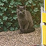 animal, cat, curious, daylight, fur, garden, gray_cat, green_leaves, ivy, nature, outdoor, pebble_ground, pet, reflection, relaxing, sitting, table, trellis, whiskers, yellow_chair