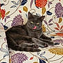 Vroom participe au concours pour gagner de l'argent avec cette photo : animal, cat, chair, cozy, cute, ears, feline, floral_pattern, fur, gray, home, indoor, paws, pet, playful, relaxed, sitting, tongue, tongue_out, whiskers