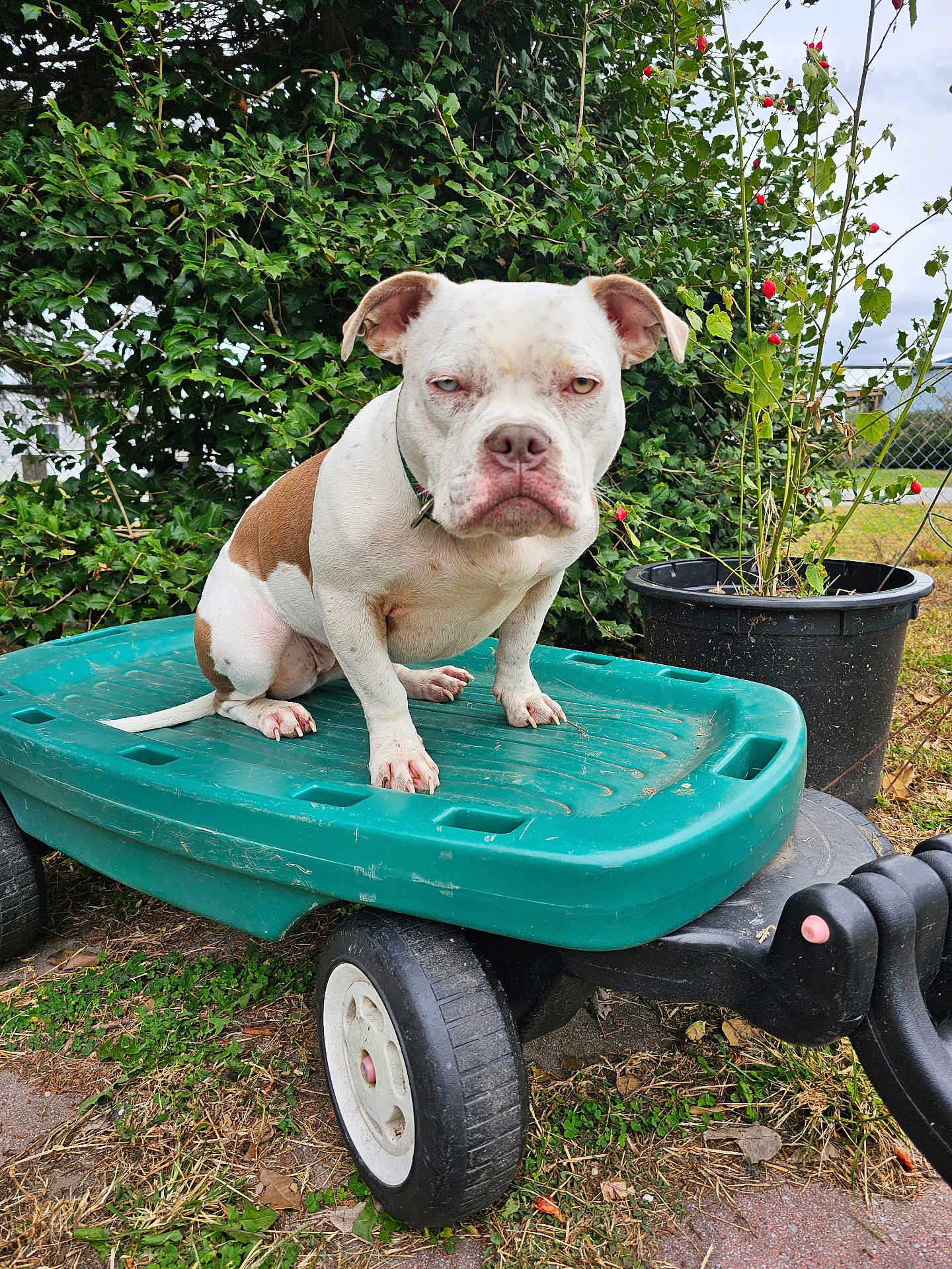 Minnie joined the competition — help win amazing prizes! dog, white_dog, brown_spot, plastic_wagon, outdoor, greenery, potted_plant, grass, leaves, fence, sidewalk, canine, pet, animal, closeup, nature, daylight, tongue_hidden, ears, tail