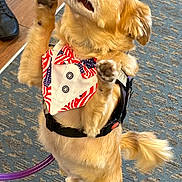 Marstro joined the competition — help win amazing prizes! alert, animal, bow_tie, canine, carpet, cute, dog, domestic_animal, friendly, fur, golden_fur, indoor, leash, looking_up, obedient, paws_up, pet, small_dog, standing, vest