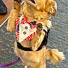 alert, animal, bow_tie, canine, carpet, cute, dog, domestic_animal, friendly, fur, golden_fur, indoor, leash, looking_up, obedient, paws_up, pet, small_dog, standing, vest