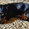 puppy, dog, black_dog, tan_markings, carpet, indoor, pet, cute, small_dog, lying_down, fur, animal, young_dog, looking_up, cozy, soft_texture, domestic_animal, resting, companion, adorable