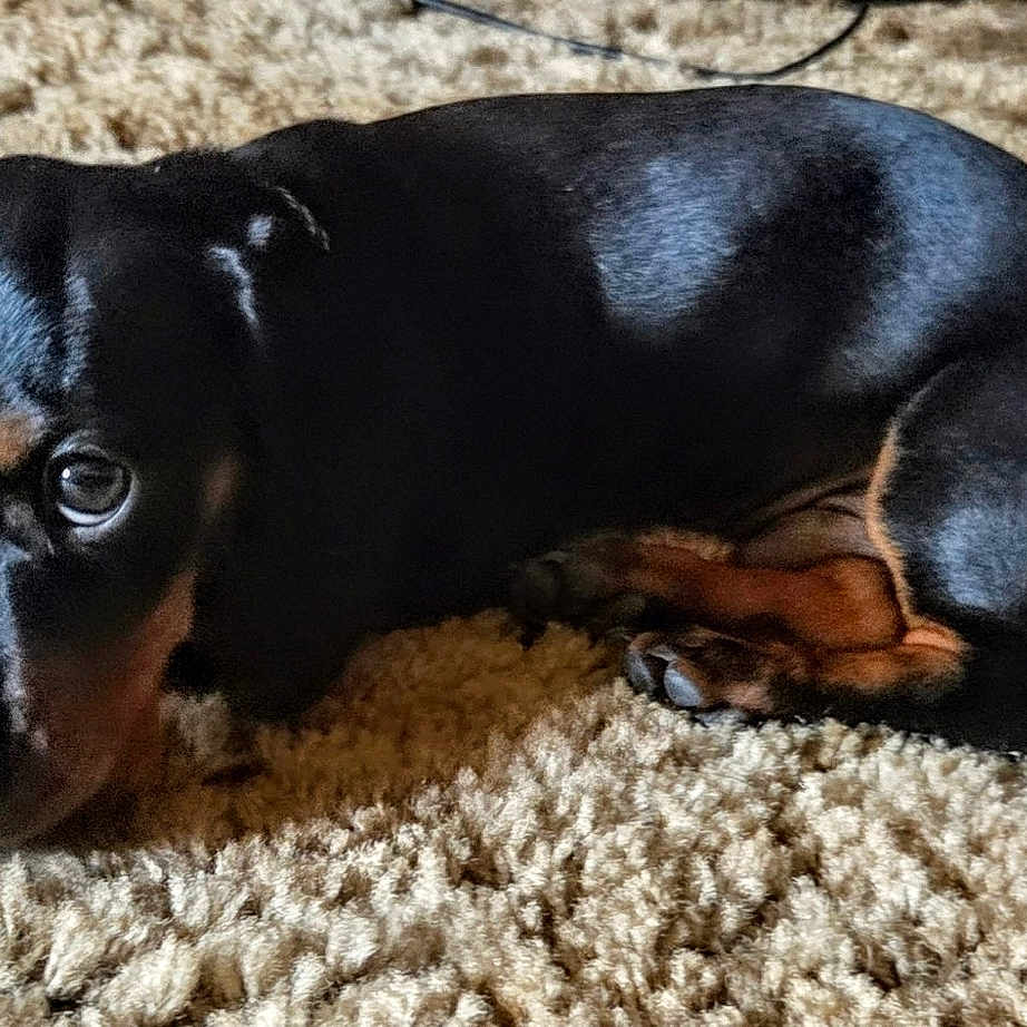 Wyatt Earp joined the competition — help win amazing prizes! puppy, dog, black_dog, tan_markings, carpet, indoor, pet, cute, small_dog, lying_down, fur, animal, young_dog, looking_up, cozy, soft_texture, domestic_animal, resting, companion, adorable