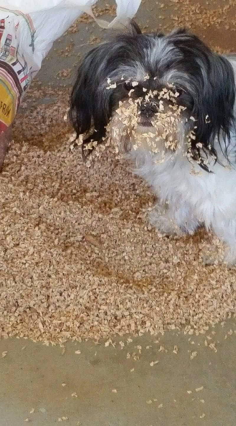 Tanna Rose is registered to the contest to win money with this photo: canidae, carnivore, companion_dog, dog, dog_breed, dog_supply, flooring, fur, grass, liver, maltepoo, small_terrier, snout, soil, sporting_group, tail, terrier, toy_dog, water_bottle, working_animal