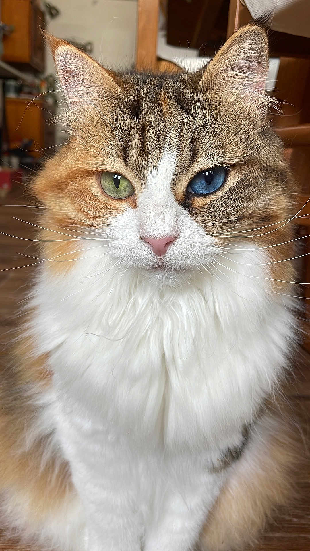 Zya