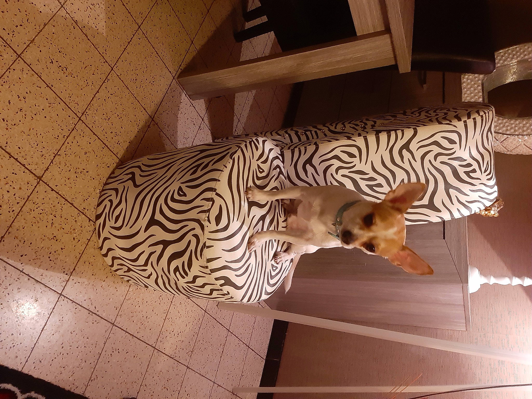 Loulou participe au concours pour gagner de l'argent avec cette photo : ceiling, door, facade, fawn, floor, flooring, giraffe, giraffidae, hardwood, metal, pattern, room, shade, shadow, terrestrial_animal, tints_and_shades, tree, visual_arts, window, wood