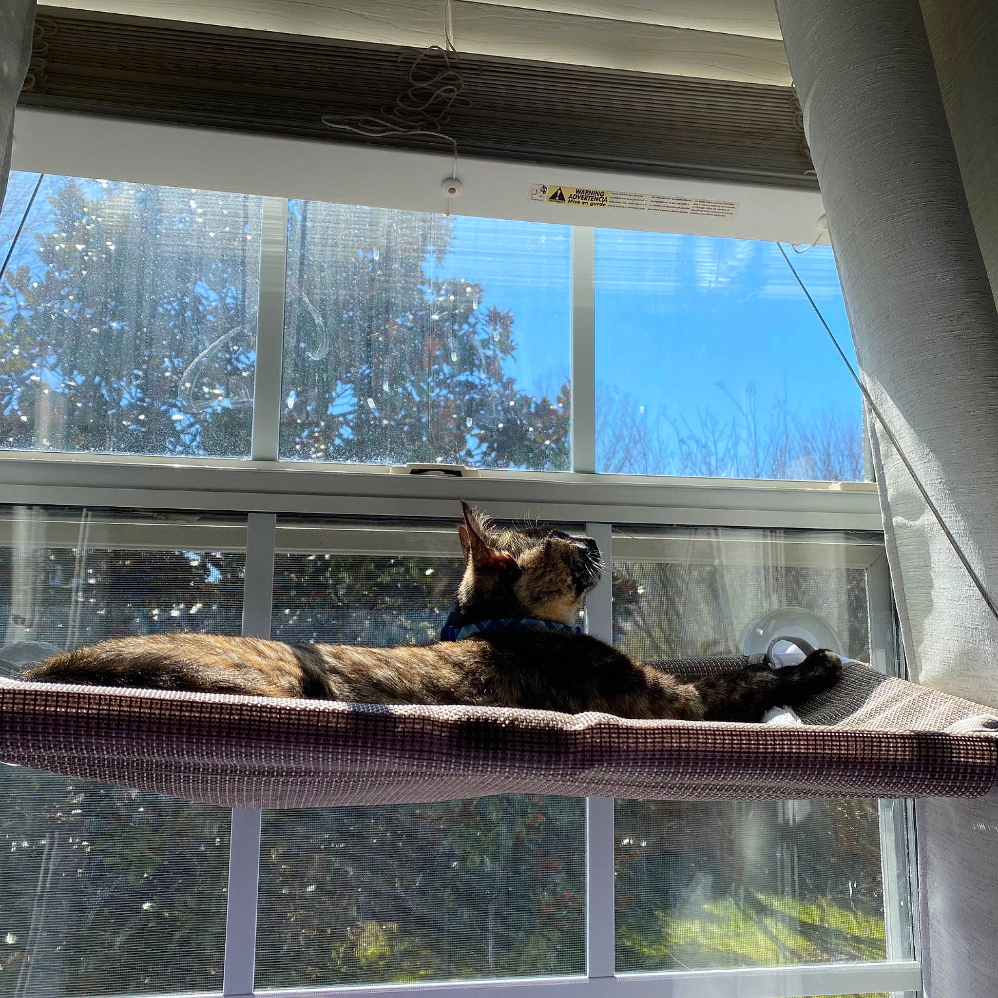 Jingle is registered to the contest to win money with this photo: architecture, building, carnivore, cat, felidae, fixture, glass, house, interior_design, line, mammal, plant, shade, sky, small_to_medium_sized_cats, tints_and_shades, tree, whiskers, window, wood