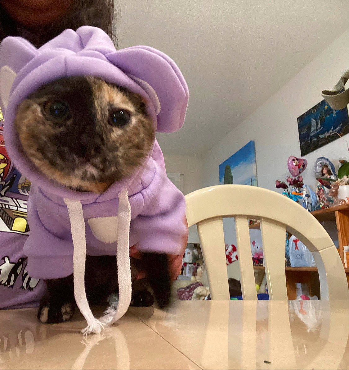 Jingle is registered to the contest to win money with this photo: carnivore, chair, companion_dog, fawn, felidae, fur, hamster, hat, picture_frame, plush, purple, rabbit, small_to_medium_sized_cats, snout, stuffed_toy, sun_hat, tail, teddy_bear, toy, whiskers