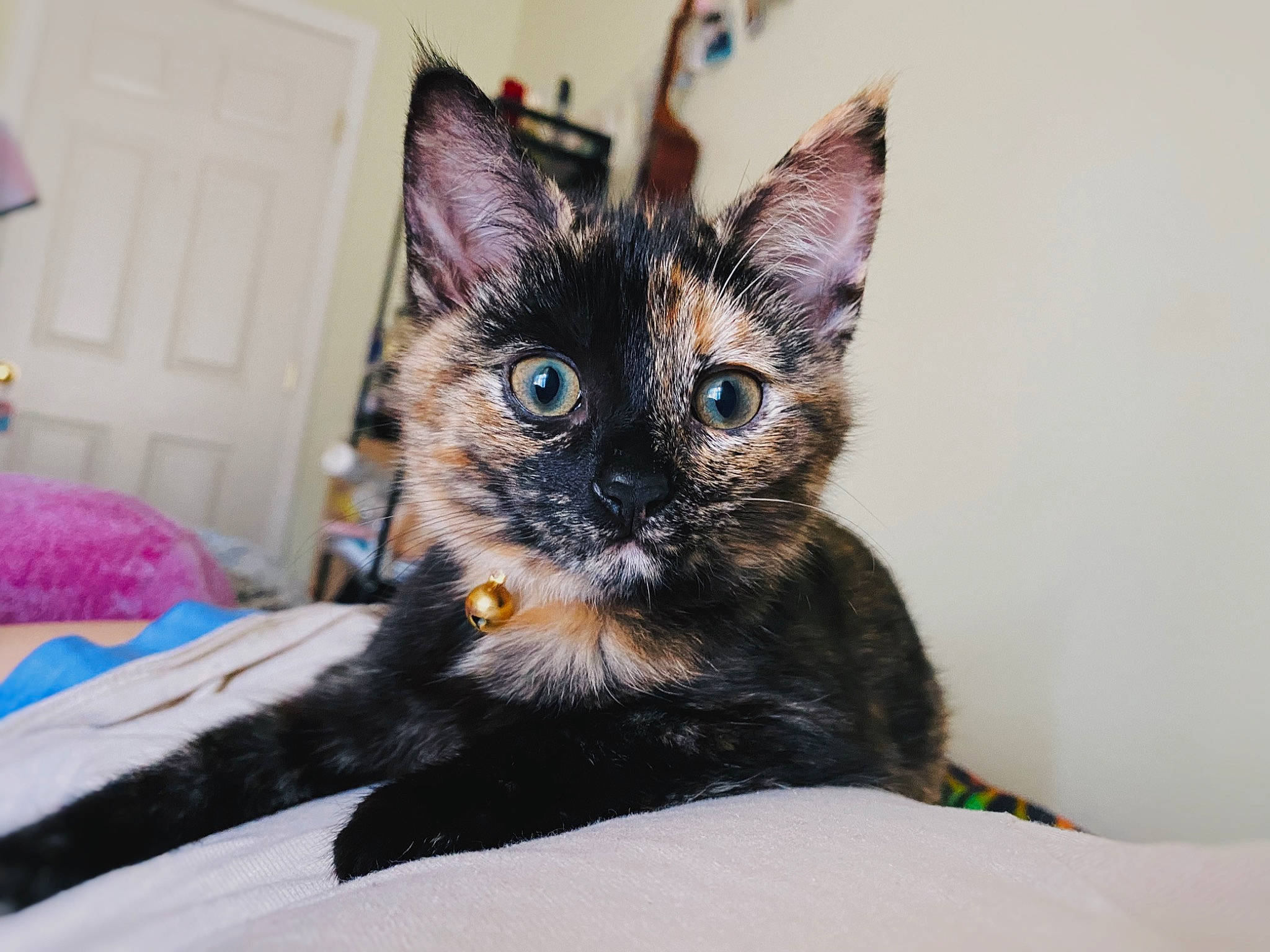 Jingle joined the competition — help win amazing prizes! bed, black_cat, carnivore, cat, cat_supply, claw, comfort, domestic_short_haired_cat, door, fawn, felidae, fur, iris, paw, small_to_medium_sized_cats, snout, tail, whiskers, window