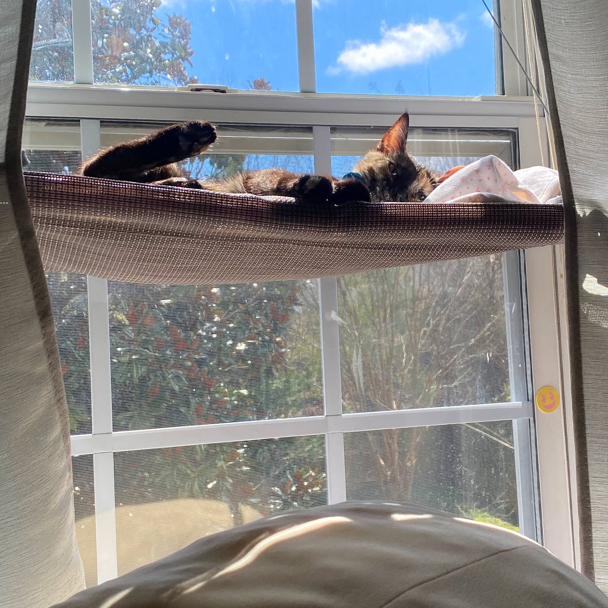 Jingle joined the competition — help win amazing prizes! animal_shelter, automotive_exterior, automotive_window_part, beak, bird, building, cage, carnivore, cat, cloud, felidae, mammal, pet_supply, sash_window, sky, tail, vertebrate, window, windshield, wood