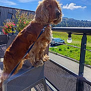 Moka a rejoint le concours — aidez-le/la à gagner de superbes lots ! dog, golden_brown, leash, chair, balcony, outdoor, plants, flowers, sky, clouds, greenery, hill, fence, vehicle, daylight, wooden_floor, metal_rail, pet, nature, curious