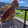 dog, golden_brown, leash, chair, balcony, outdoor, plants, flowers, sky, clouds, greenery, hill, fence, vehicle, daylight, wooden_floor, metal_rail, pet, nature, curious