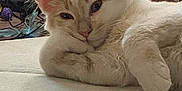 Bean is registered to the contest to win money with this photo: cat, feline, pet, indoor, resting, relaxed, fur, paw, toy, curious, animal, cute, whiskers, ear, face, home, cozy, soft, mammal, sleepy