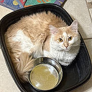 Bean joined the competition — help win amazing prizes! cat, feline, pet, animal, indoor, container, bowl, floor, tile, towel, yellow_eyes, fur, resting, curled_up, cream_color, white_color, domestic_animal, cute, cozy, household