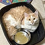cat, feline, pet, animal, indoor, container, bowl, floor, tile, towel, yellow_eyes, fur, resting, curled_up, cream_color, white_color, domestic_animal, cute, cozy, household
