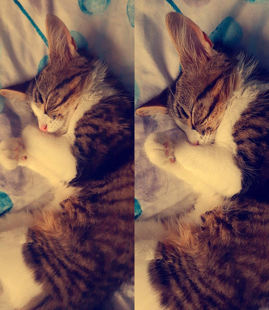 Missy is registered to the contest to win money with this photo: aegean_cat, california_spangled, carnivore, cat, cloud, domestic_short_haired_cat, dragon_li, european_shorthair, eye, felidae, fur, kitten, pixie_bob, sky, small_to_medium_sized_cats, snout, tabby_cat, toyger, whiskers, wild_cat