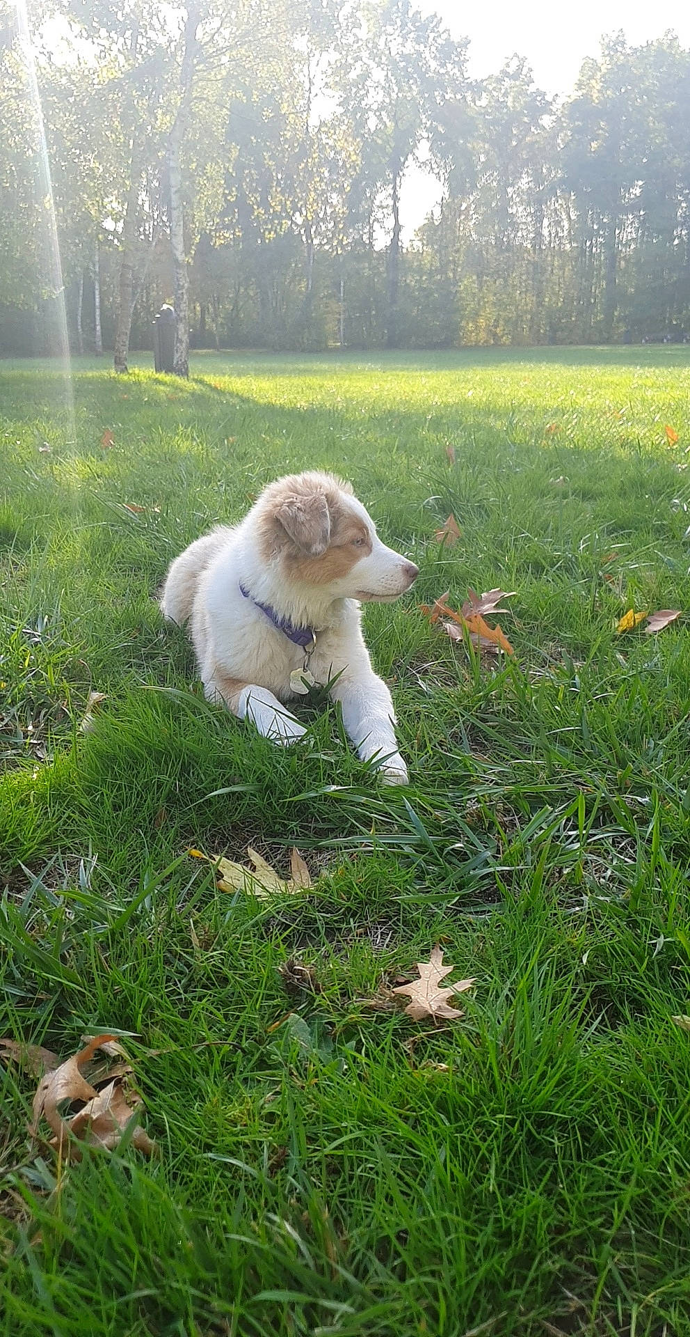 Siska a rejoint le concours — aidez-le/la à gagner de superbes lots ! carnivore, companion_dog, dog, dog_breed, fawn, fur, grass, grass_family, grassland, groundcover, landscape, lawn, meadow, pasture, people_in_nature, plant, sporting_group, spring, tail, tree