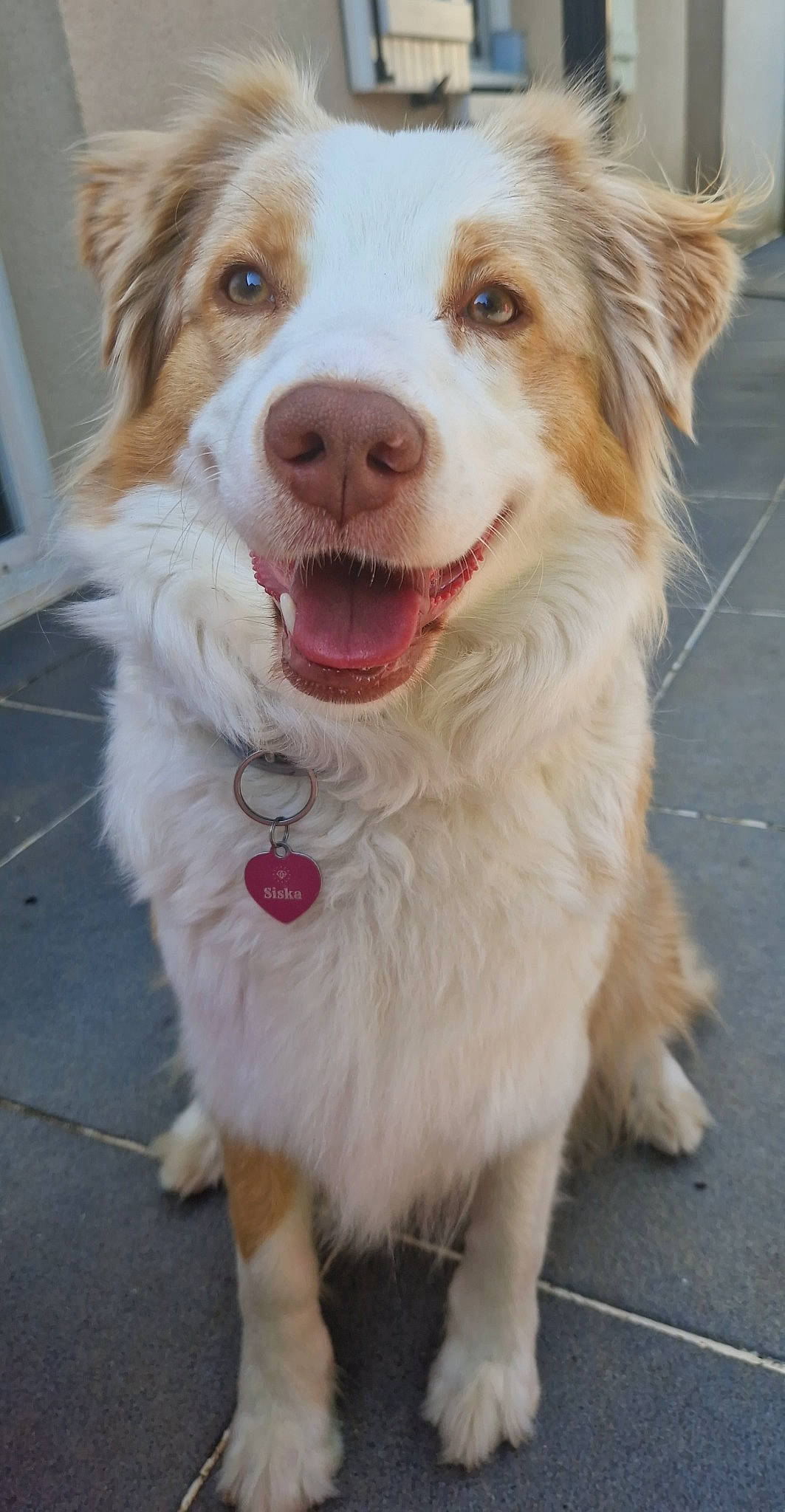 Siska participe au concours pour gagner de l'argent avec cette photo : canidae, carnivore, collar, companion_dog, dog, dog_breed, dog_collar, fang, fawn, fur, happy, leash, plant, shout, smile, snout, sporting_group, whiskers, working_dog