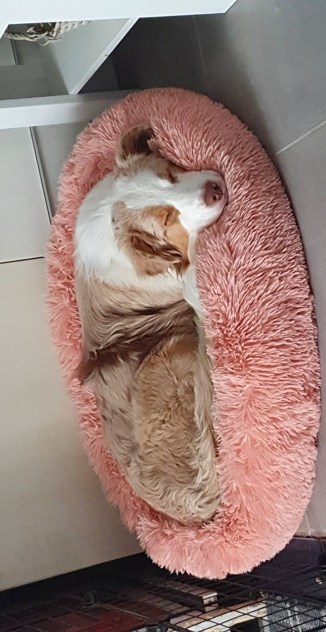 Siska participe au concours pour gagner de l'argent avec cette photo : art, artifact, feather, felidae, fur, jaw, natural_material, peach, small_to_medium_sized_cats, snout, tail, terrestrial_animal, whiskers, wood, wool