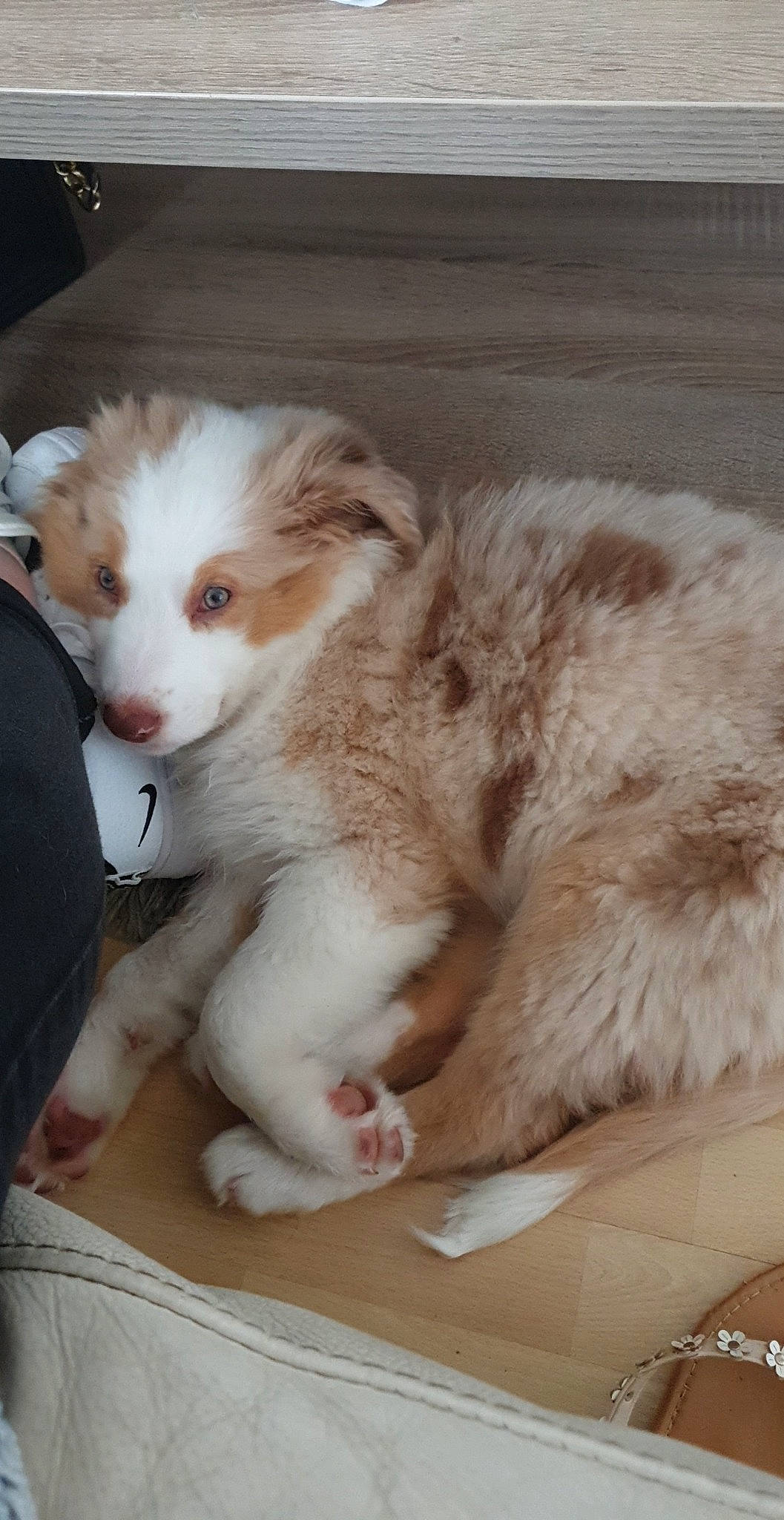 Siska a rejoint le concours — aidez-le/la à gagner de superbes lots ! bored, canidae, carnivore, companion_dog, dog, dog_breed, fawn, fur, paw, snout, sporting_group, whiskers, working_animal, working_dog