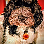 Lily May joined the competition — help win amazing prizes! dog, pet, close_up, curly_fur, black_and_white, collar, tag, indoor, portrait, cute, fluffy, animal, mammal, face, fur, whiskers, domestic_animal, companion, furry, friendly