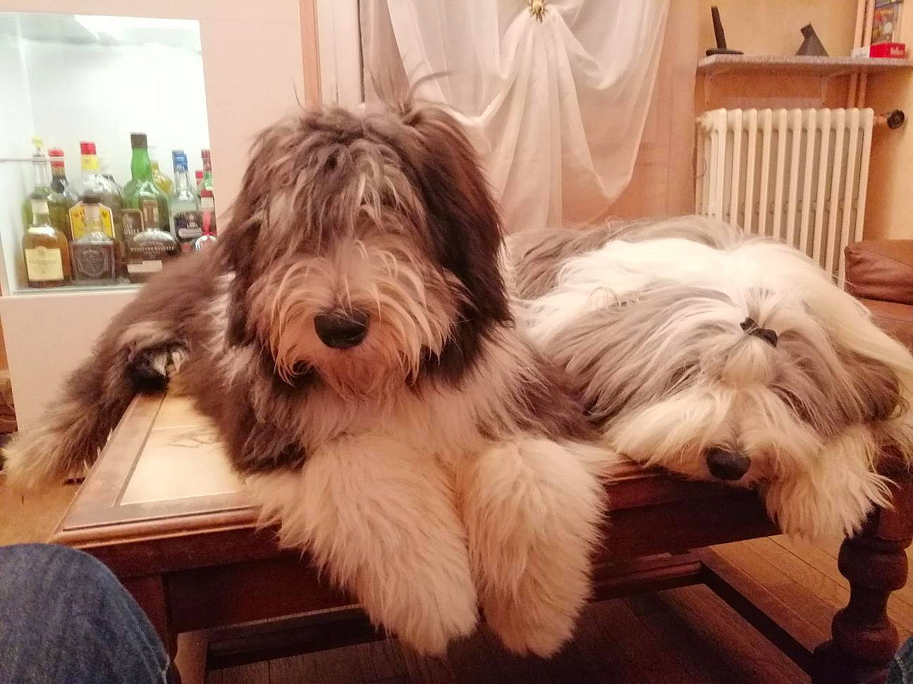 Pavin a rejoint le concours — aidez-le/la à gagner de superbes lots ! bearded_collie, canidae, carnivore, companion_dog, dog, dog_breed, herding_dog, mammal, old_english_sheepdog, petit_basset_griffon_vendeen, polish_lowland_sheepdog, rare_breed_dog, sapsali, sporting_group, tibetan_terrier, vertebrate, working_dog