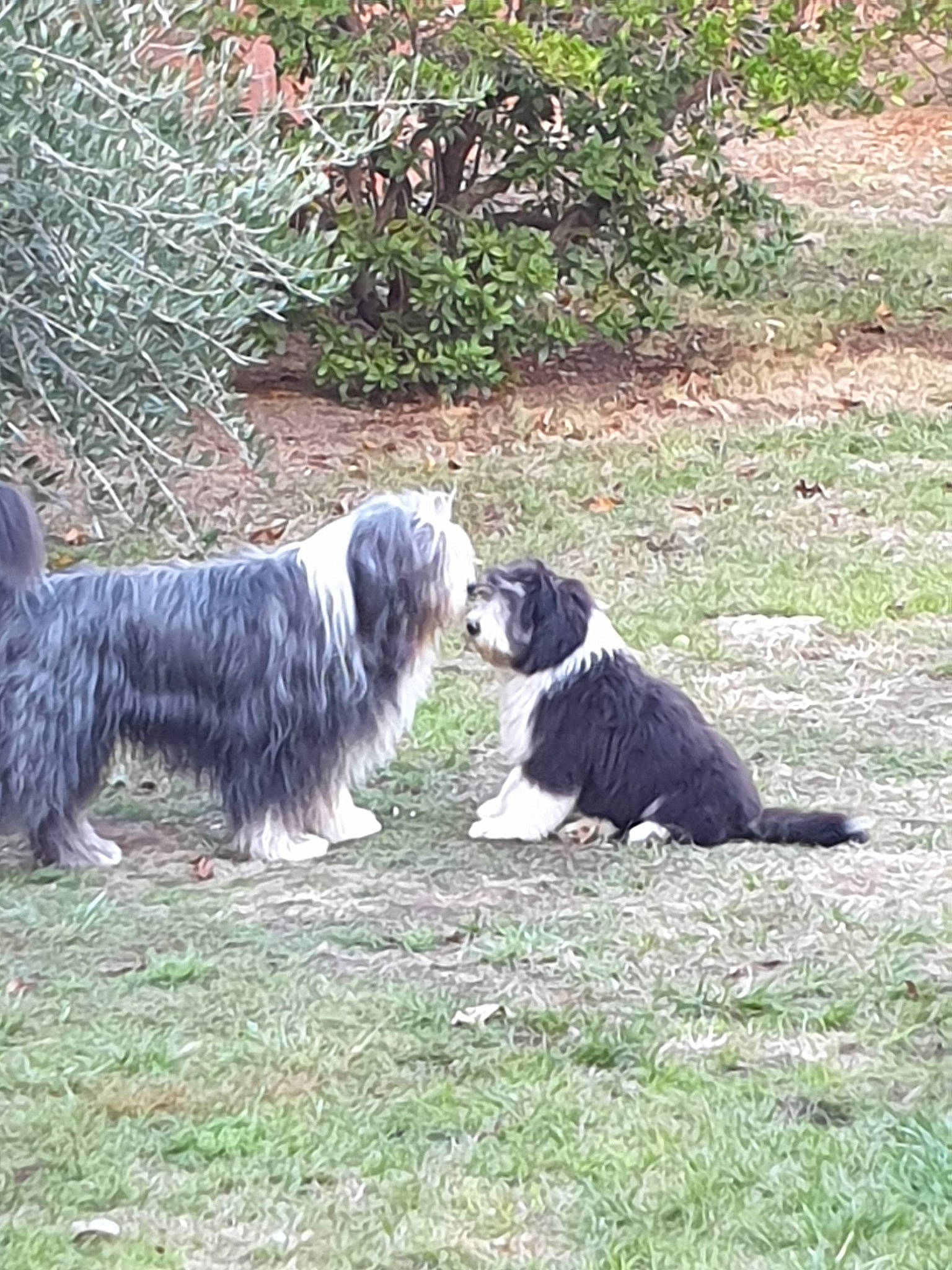 Pavin participe au concours pour gagner de l'argent avec cette photo : bearded_collie, border_collie, canidae, cao_da_serra_de_aires, carnivore, collie, companion_dog, dog, dog_breed, herding_dog, mammal, old_english_sheepdog, polish_lowland_sheepdog, romanian_mioritic_shepherd_dog, schapendoes, sporting_group, tibetan_terrier, vertebrate, working_dog
