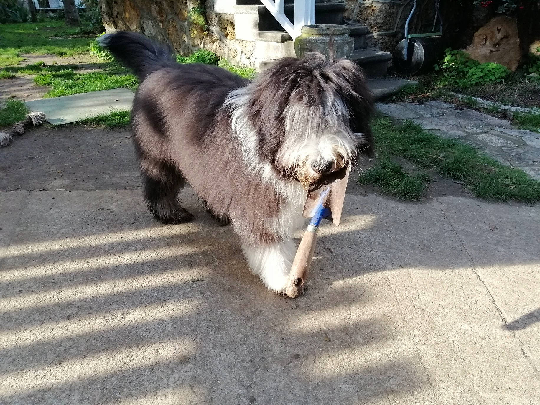 Pavin participe au concours pour gagner de l'argent avec cette photo : bearded_collie, canidae, carnivore, dog, dog_breed, mammal, romanian_mioritic_shepherd_dog, sapsali, sporting_group, terrier, vertebrate