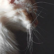Panouille a rejoint le concours — aidez-le/la à gagner de superbes lots ! cat, white_cat, whiskers, profile, close_up, fur, pet, animal, portrait, side_view, soft_light, dark_background, domestic_cat, mammal, feline, cute, calm, indoor, serene, long_whiskers
