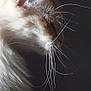cat, white_cat, whiskers, profile, close_up, fur, pet, animal, portrait, side_view, soft_light, dark_background, domestic_cat, mammal, feline, cute, calm, indoor, serene, long_whiskers