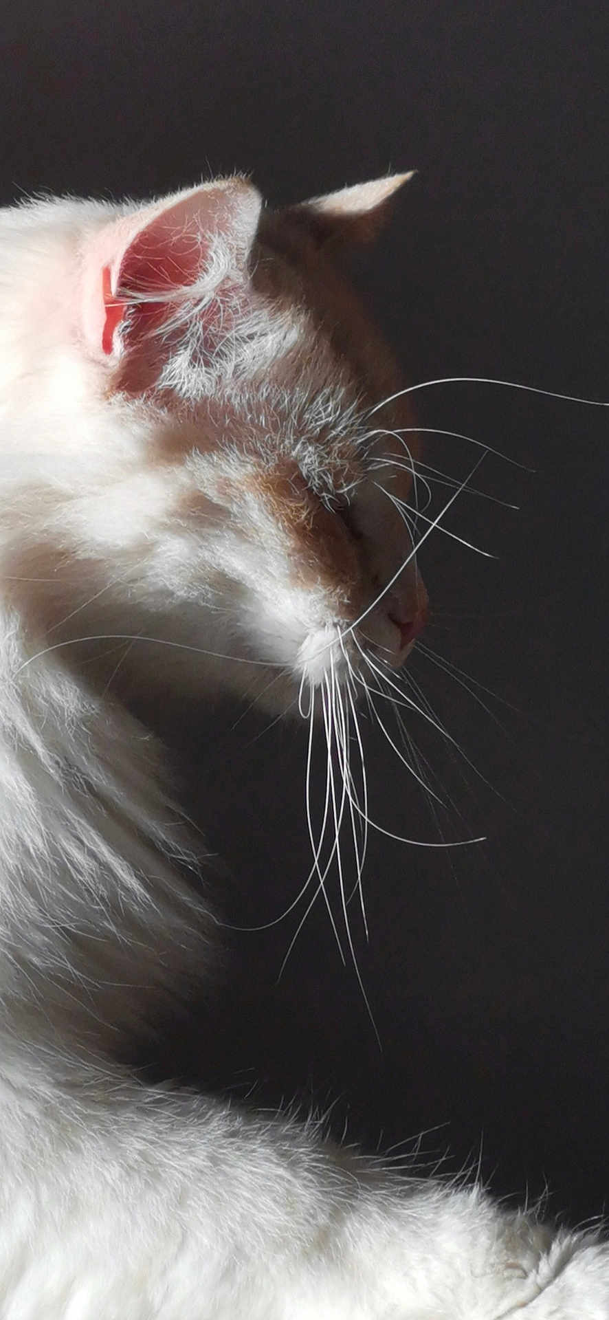 Panouille a rejoint le concours — aidez-le/la à gagner de superbes lots ! cat, white_cat, whiskers, profile, close_up, fur, pet, animal, portrait, side_view, soft_light, dark_background, domestic_cat, mammal, feline, cute, calm, indoor, serene, long_whiskers