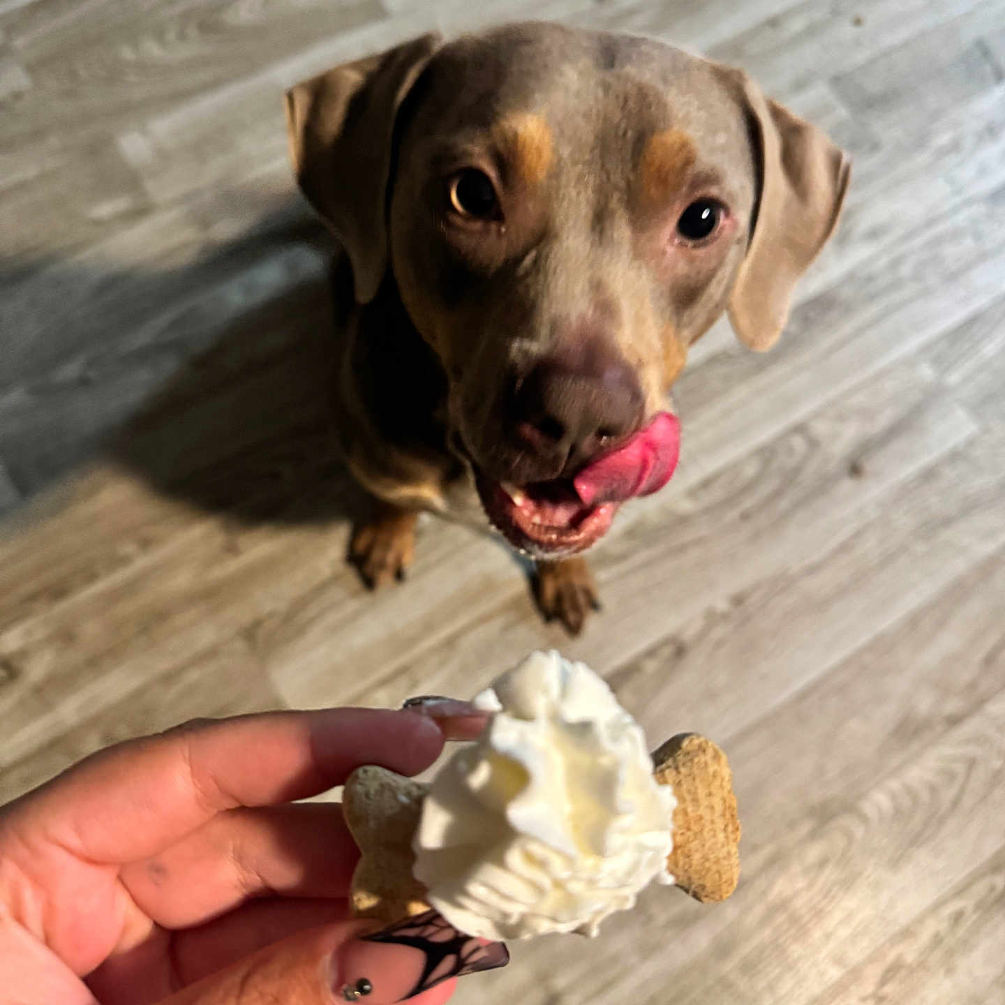 Sosa is registered to the contest to win money with this photo: animal, anticipation, brown_dog, canine, cute, dog, floor, flooring, focus, food, hand, human_hand, indoor, looking_up, nail_art, pet, tongue, treat, waiting, whipped_cream