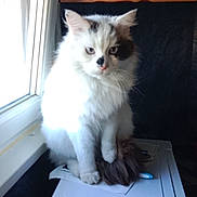 Shiro participe au concours pour gagner de l'argent avec cette photo : cat, indoor, window, appliance, white, fluffy, pet, feline, fur, curious, sitting, light, shadow, household, domestic, animal, quiet, cozy, still, portrait