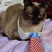 Monkey is registered to the contest to win money with this photo: cat, siamese, pet, tie, american_flag, indoor, blanket, feline, animal, fur, whiskers, resting, domestic_animal, cute, purple, clothing, accessory, lying_down, closeup, funny